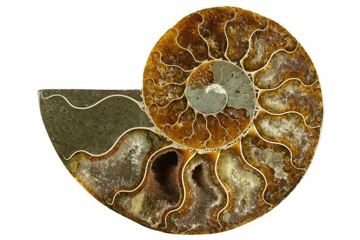 Cut & Polished Ammonite Fossil (Half) - Madagascar #310680